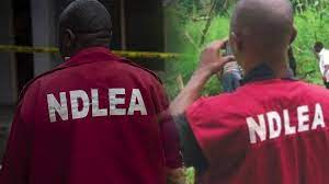 NDLEA nabs agent, uncovers drugs in fish at Lagos airport