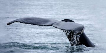 Greenland: A Whale of a Feast